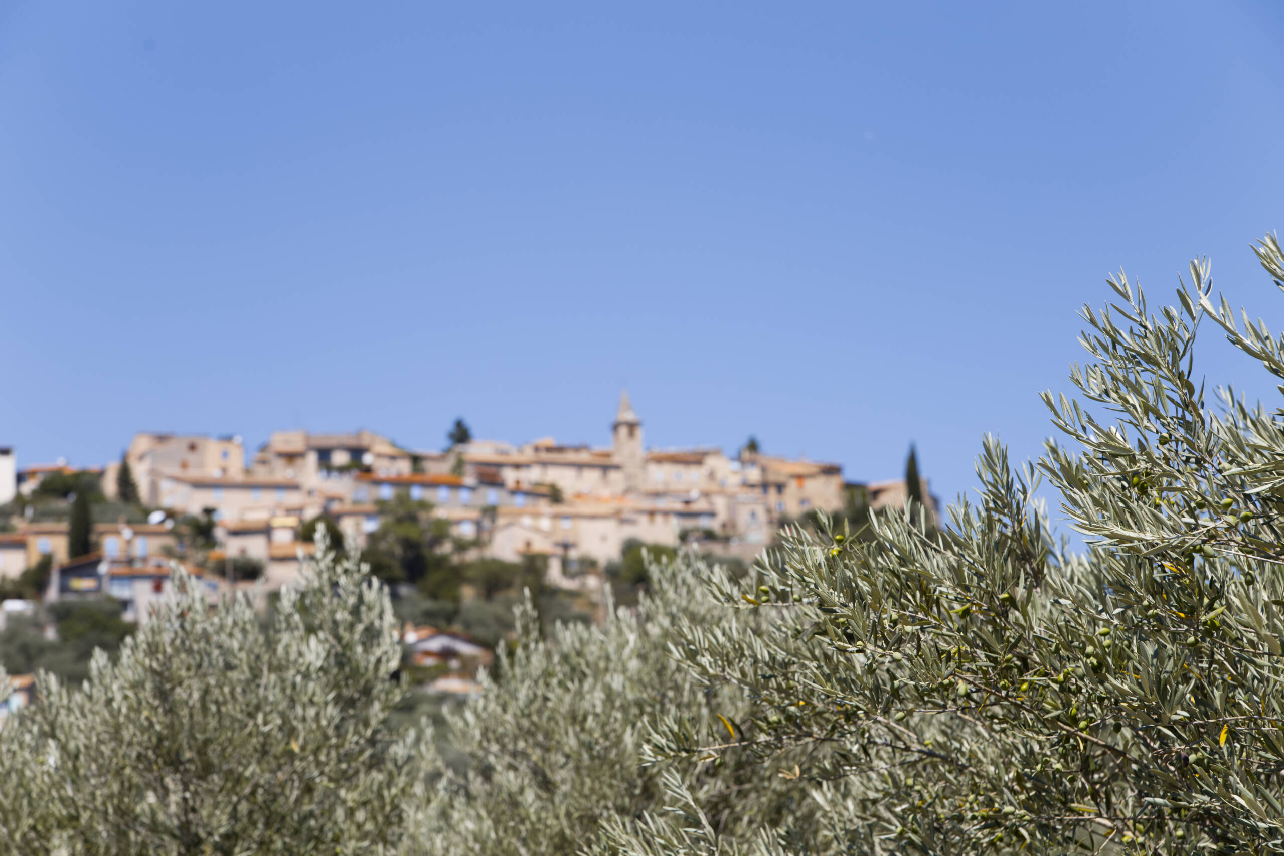 olive-trees